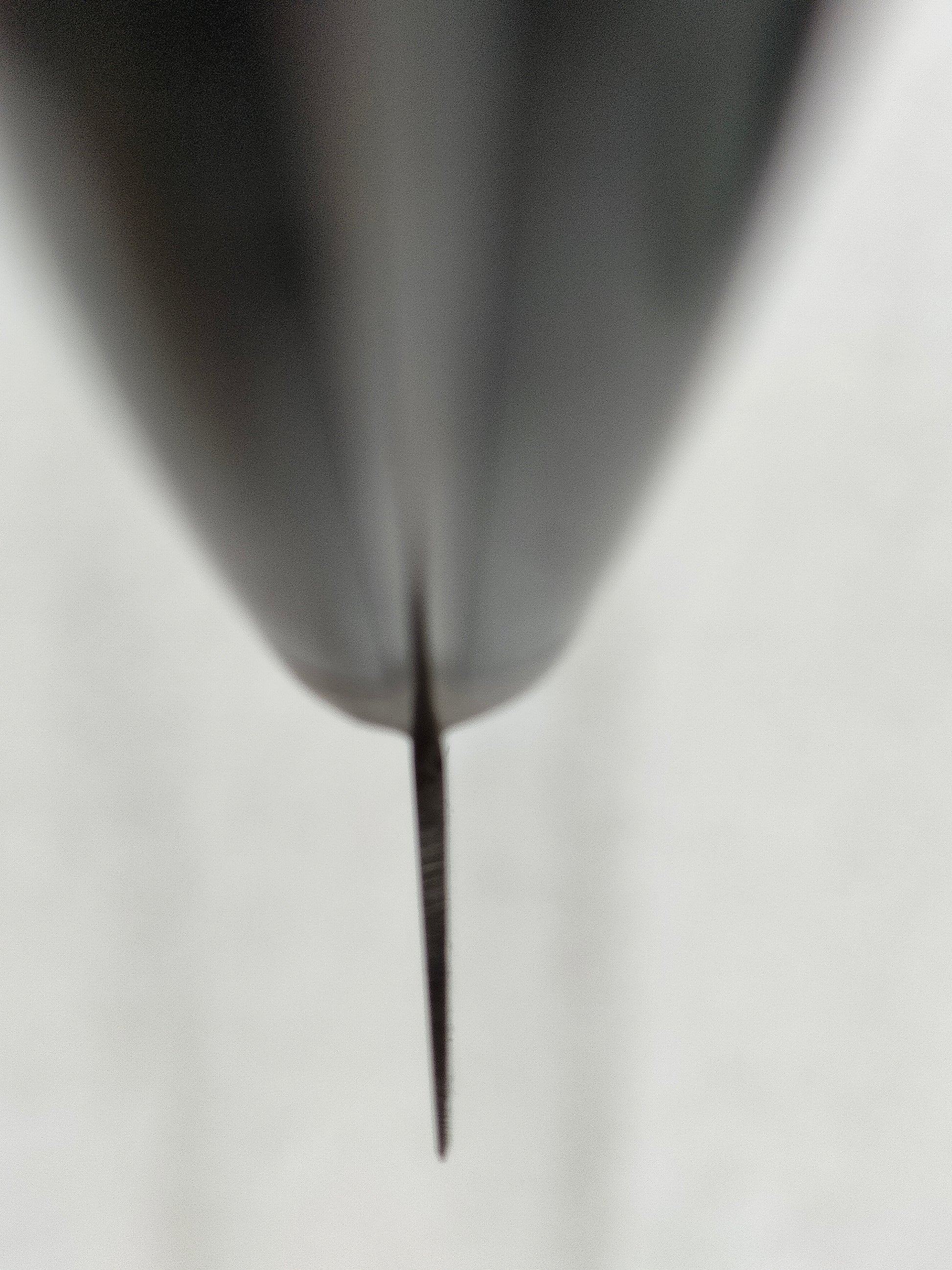 Tsunehisa | AUS8 | Petty 150mm