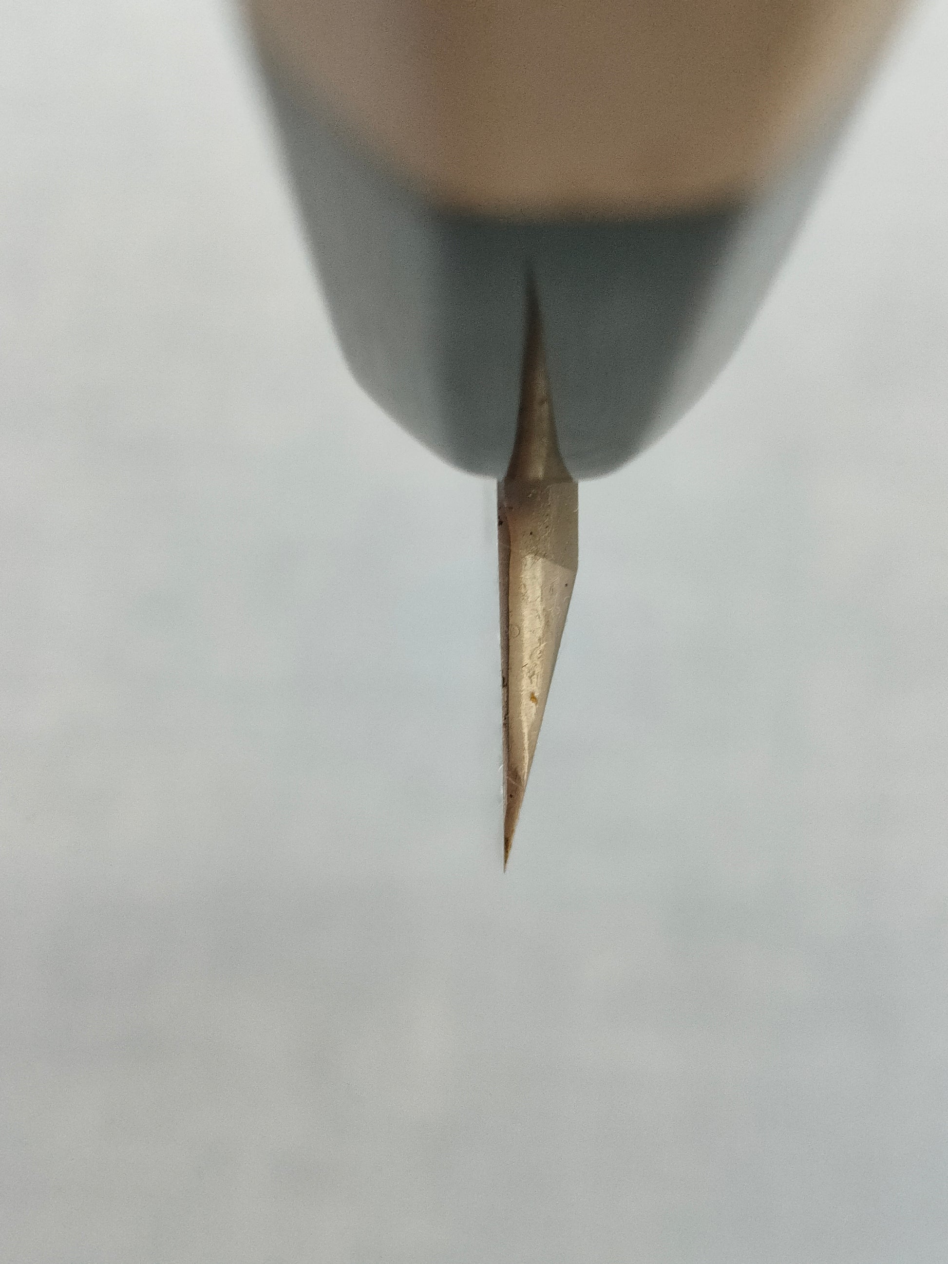 Sakai Kikumori | Kikuzuki Rin | Yanagiba 240mm | Horn Magnolia