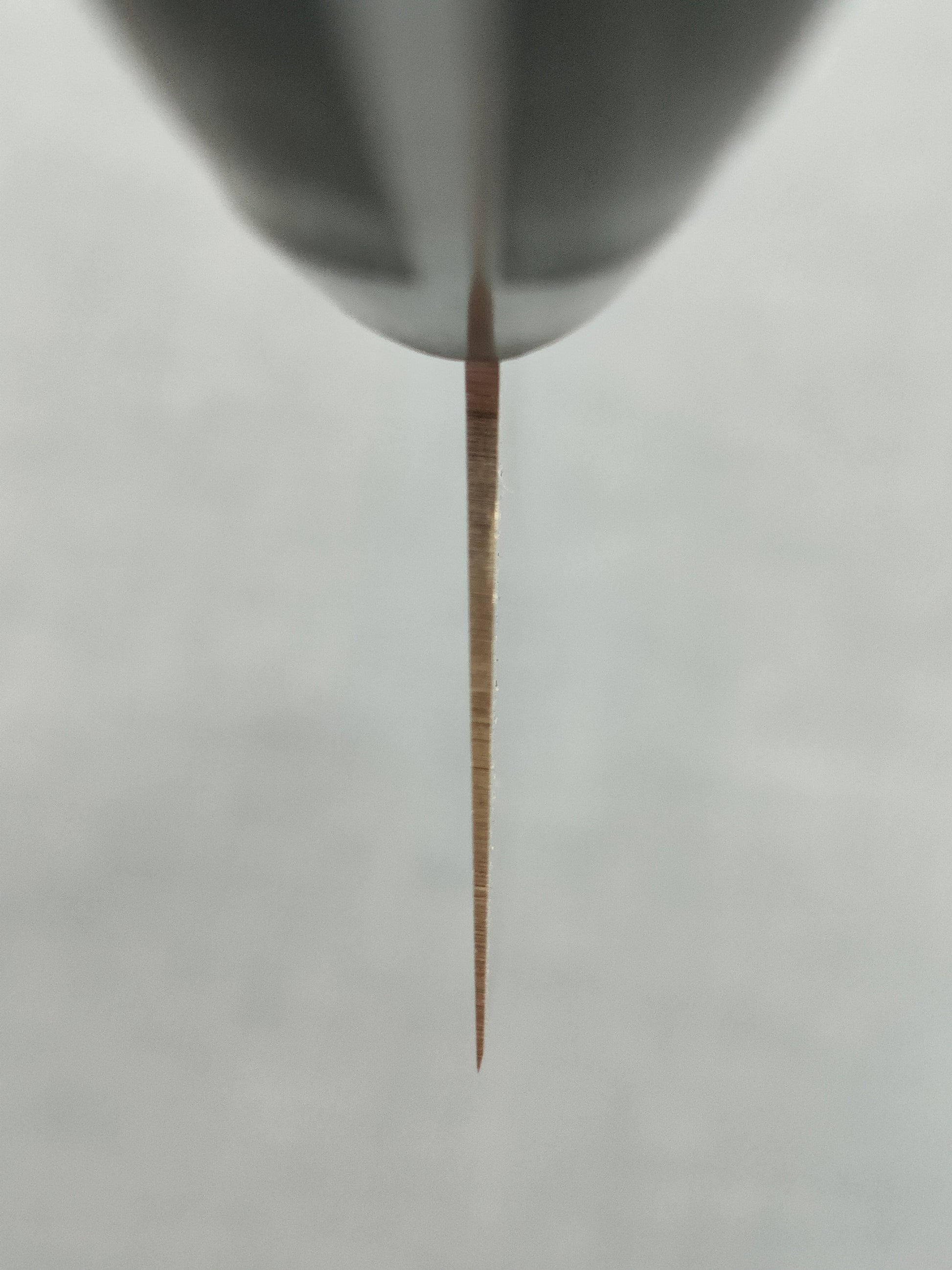 Sakai Kikumori | Standard |  Gyuto 240mm | AUS8 | Pakka